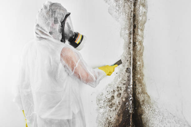 Best Best Mold Removal Companies  in Harveys Lake, PA