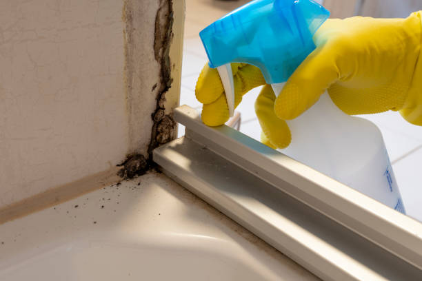 Best Mold Testing  in Harveys Lake, PA