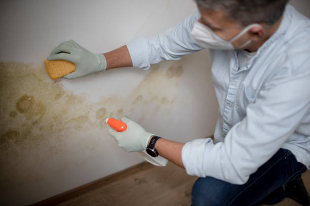 Best Certified Mold Removal  in Harveys Lake, PA