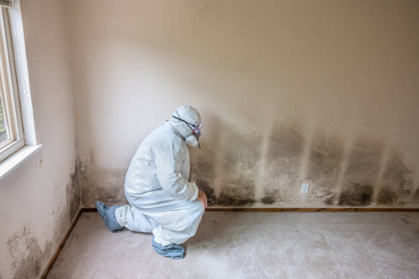 Best Attic Mold Removal  in Harveys Lake, PA