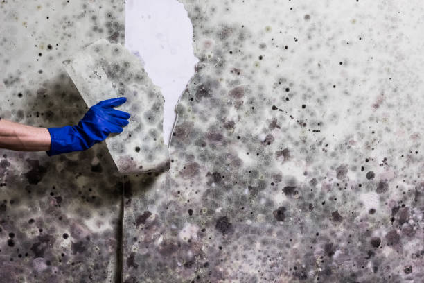Best Black Mold Removal  in Harveys Lake, PA